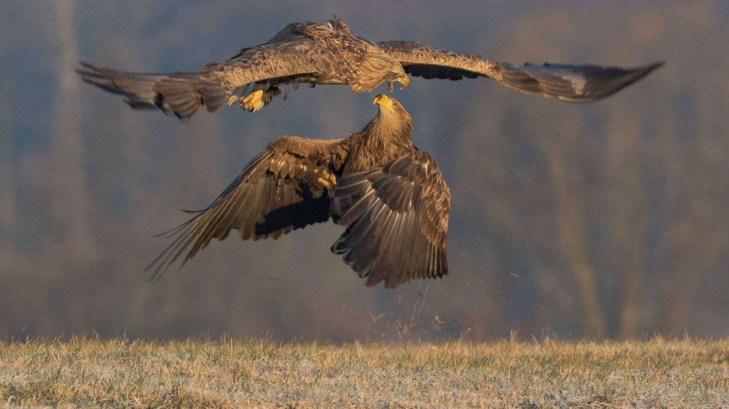 , Łukasz Sok&oacute;ł