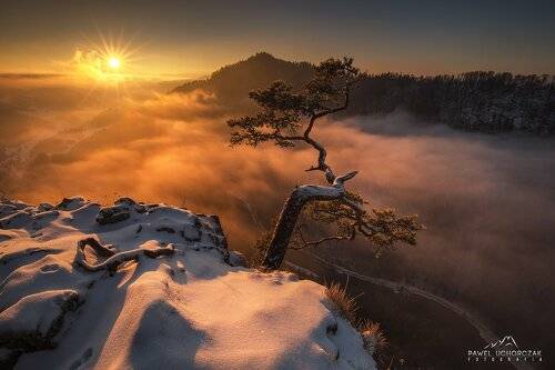 Pine