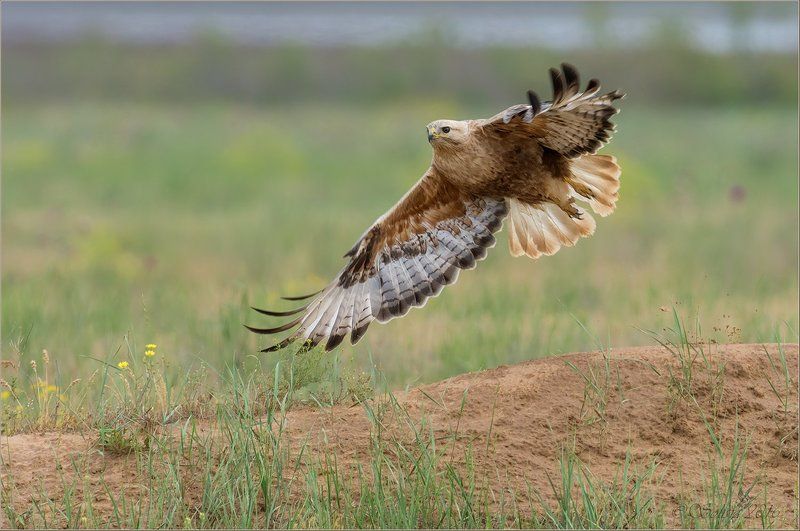 птицы, природа, buteo rufinus, курганник, весна, май, 2016, астраханская область Старт фото превью