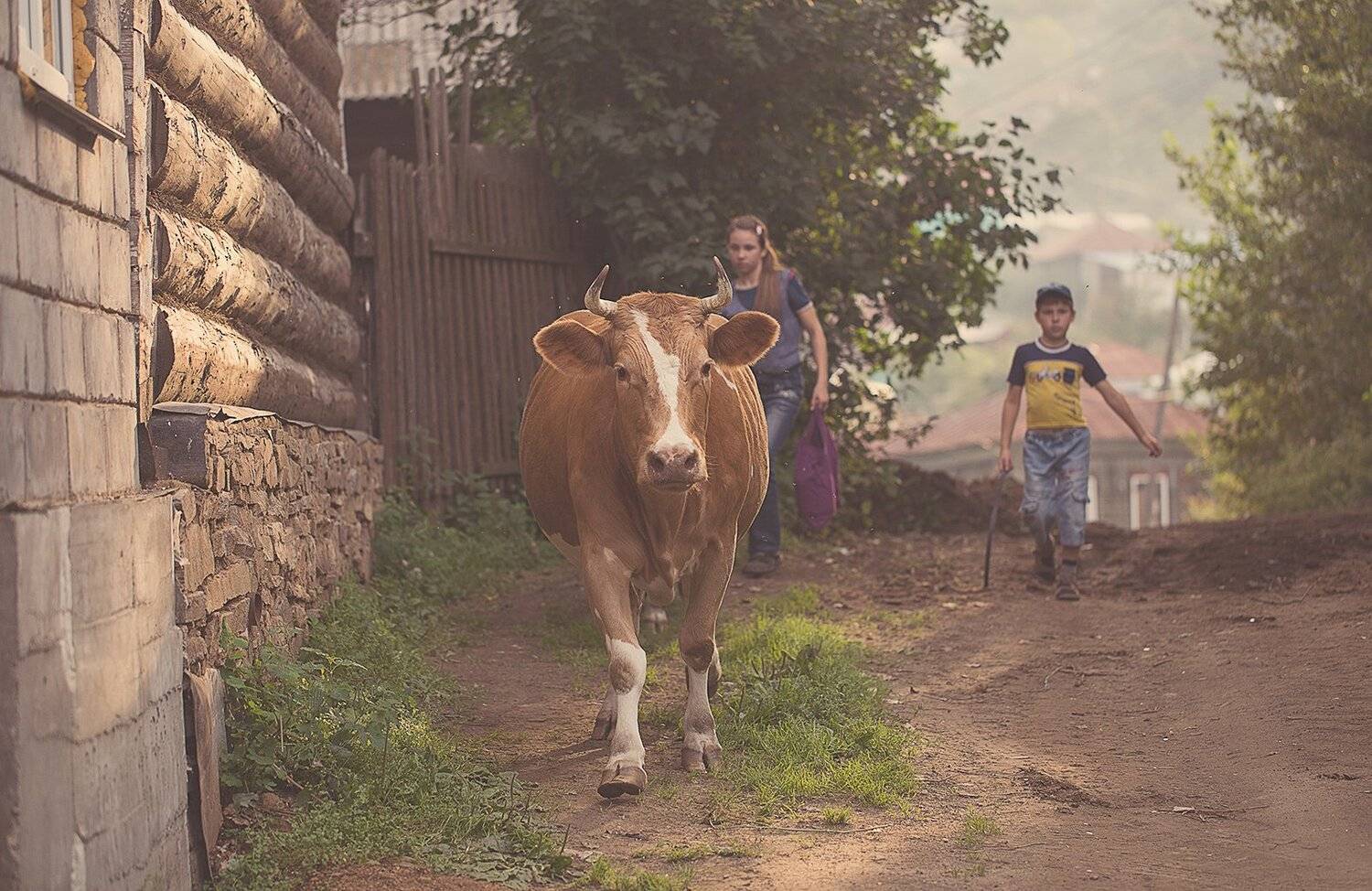 деревня, урал, корова, лето, Евгений Толкачёв