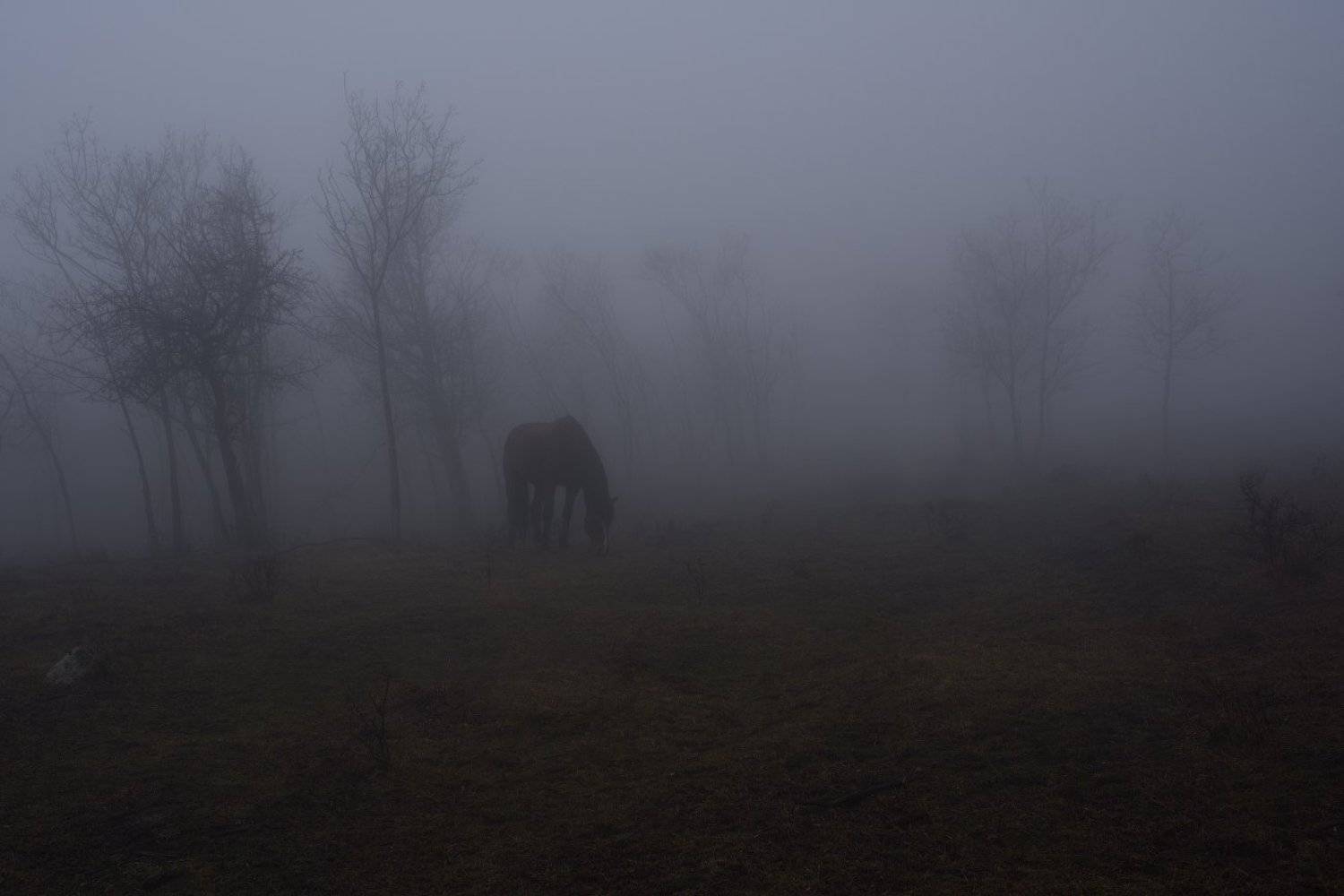 горы, утро, туман, луг, лошадка, Вьюшкин Игорь