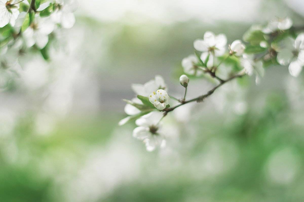 , Чернякова Анна