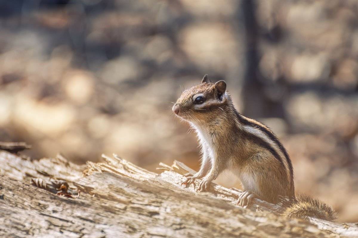 , Шинкарева Елена