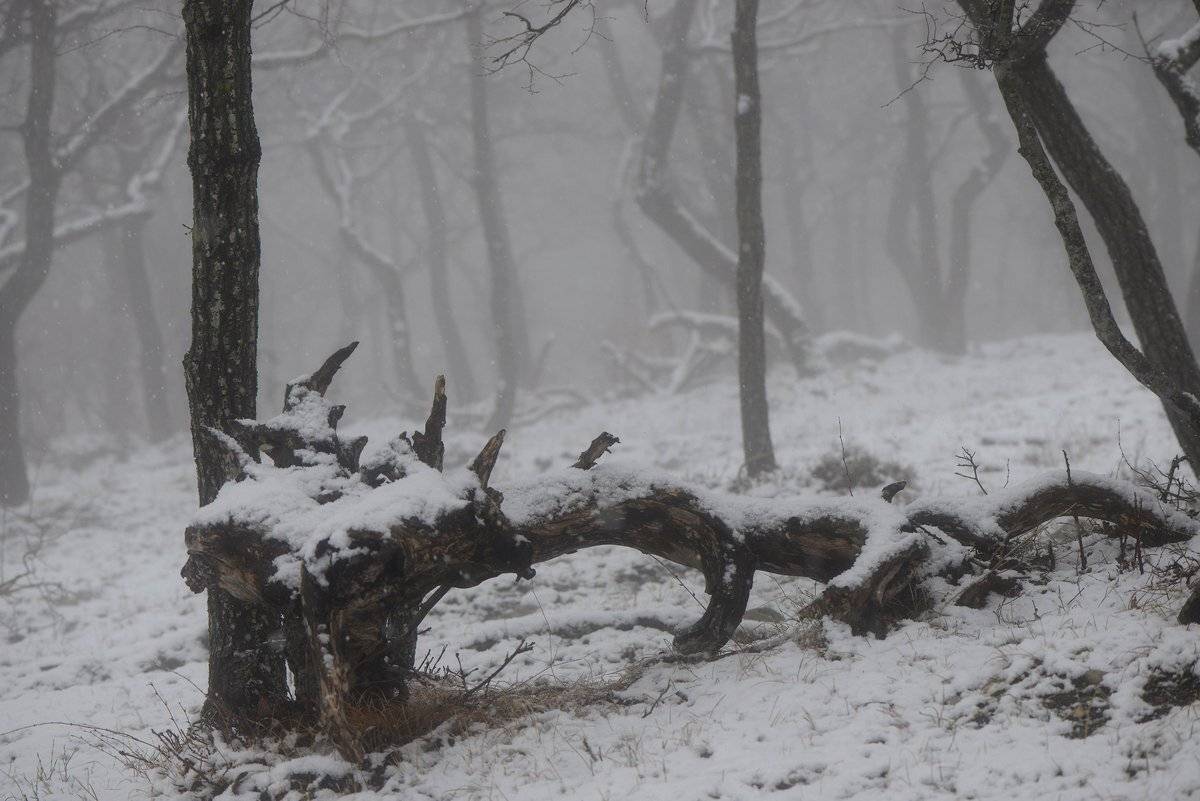 зима, Александр Маркелов