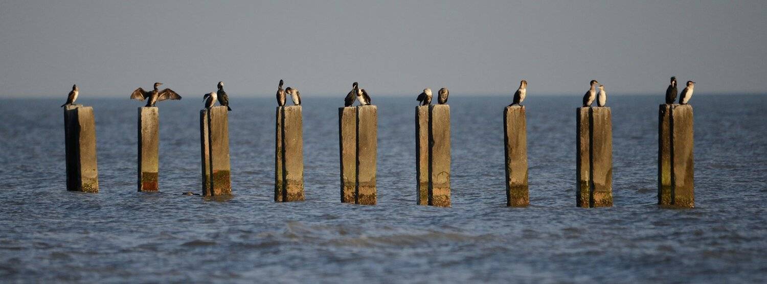 бакланы и каспий, Александр Маркелов