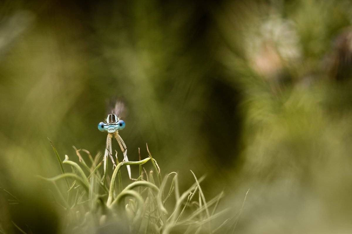 , Nicolae Fanurie Chirobocea