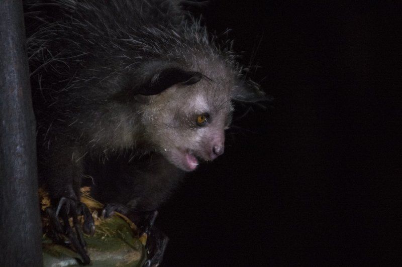 руконожка, ай-ай, daubentonia madagascariensis, лемуры, мадагаскар, дикие животные, дикая природа Красота - страшная сила! фото превью