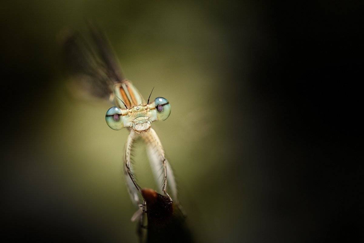 , Nicolae Fanurie Chirobocea