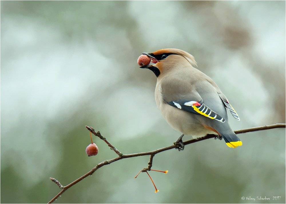 , Валерий Субачев