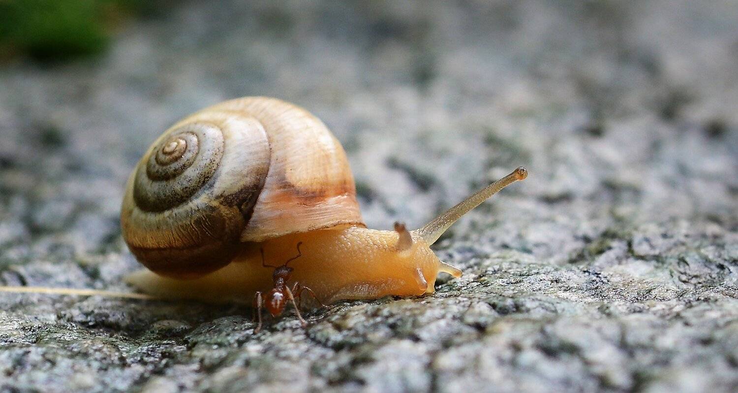 природа, макроистория, улитка, муравей, Неля Рачкова