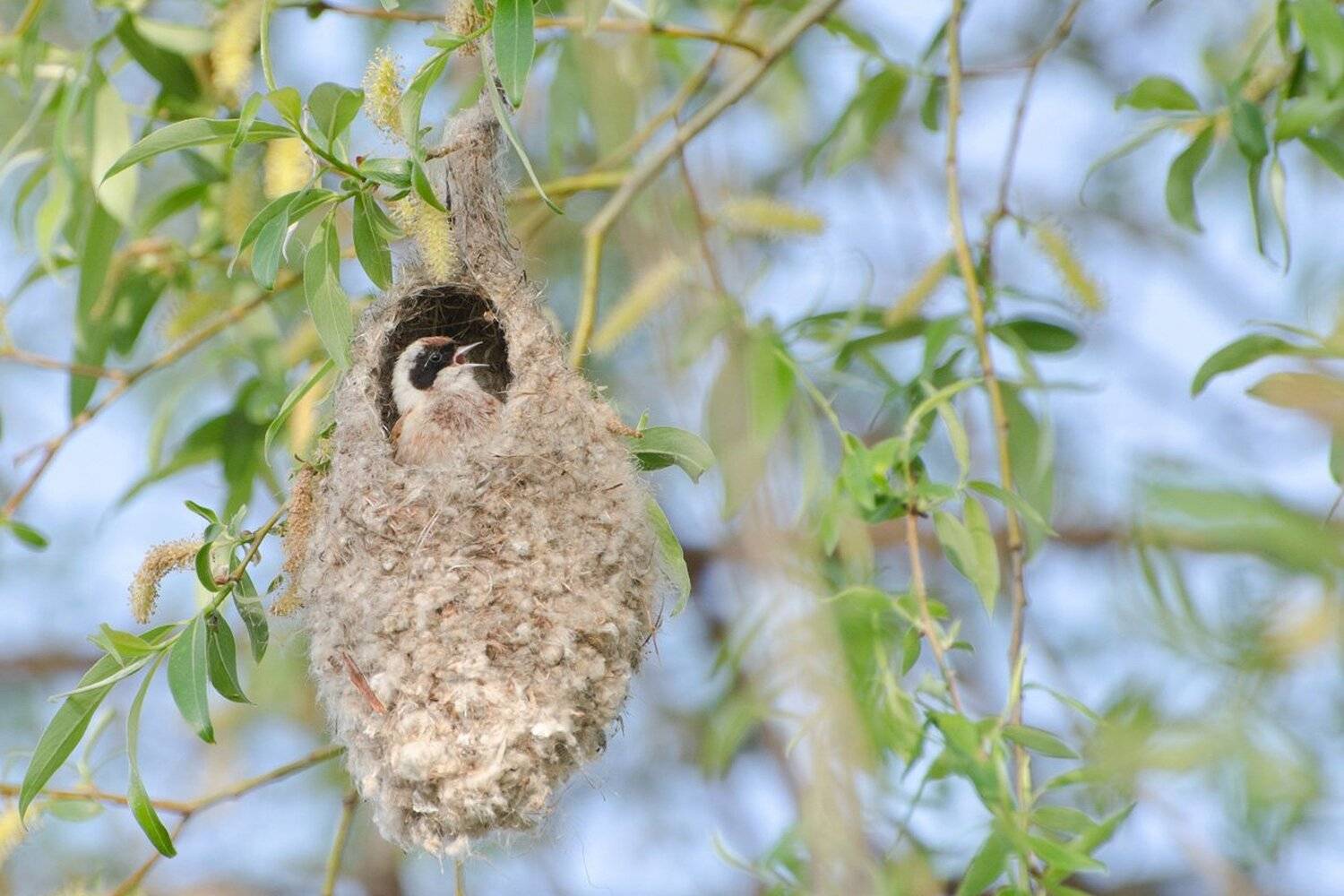 птица ремез домосед, Михаил Агеев