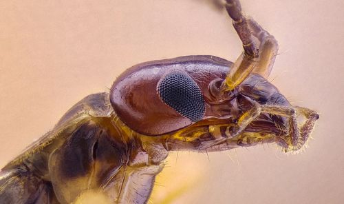 Forficula Auricularia