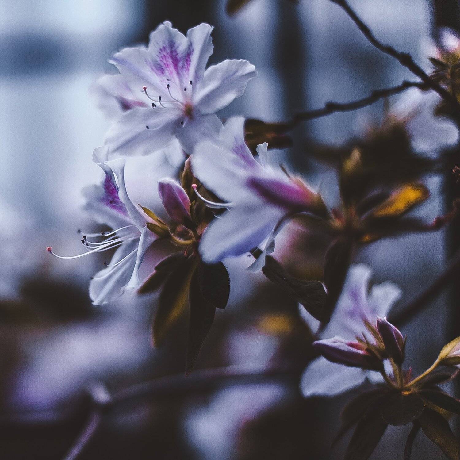 , Манченко Кристина