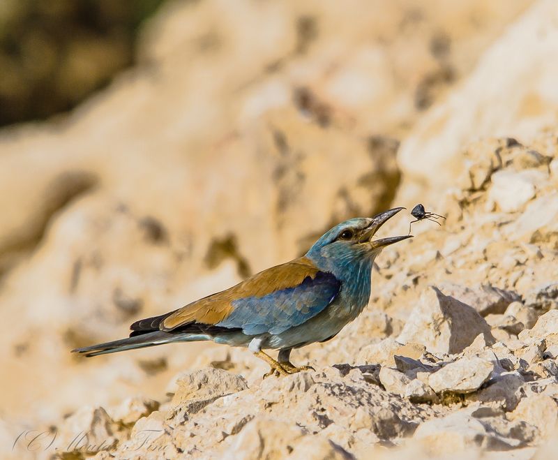 Birds  Lunch time фото превью