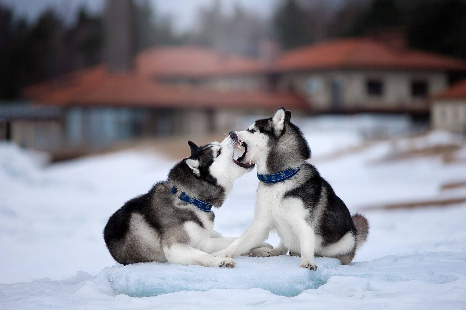 собаки, зима, лед, Хаски, Светлана Писарева