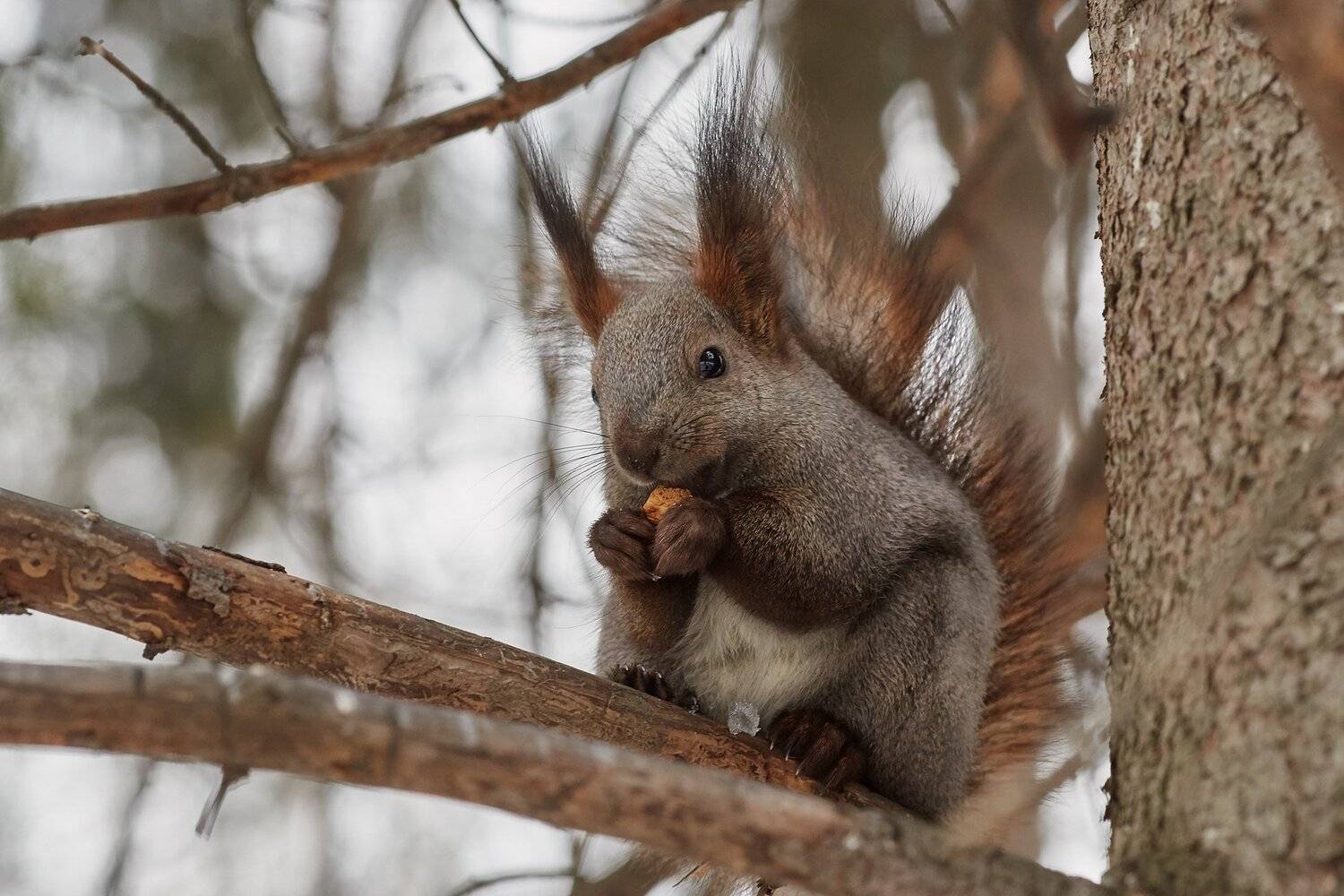 природа, белки, Цвелёв Дмитрий