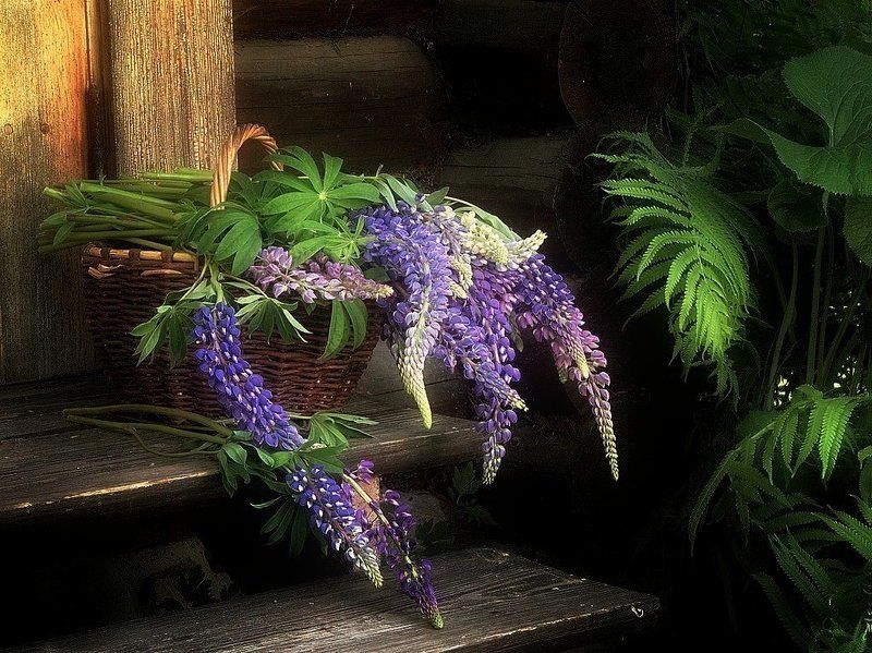 Люпиновый июнь фото превью