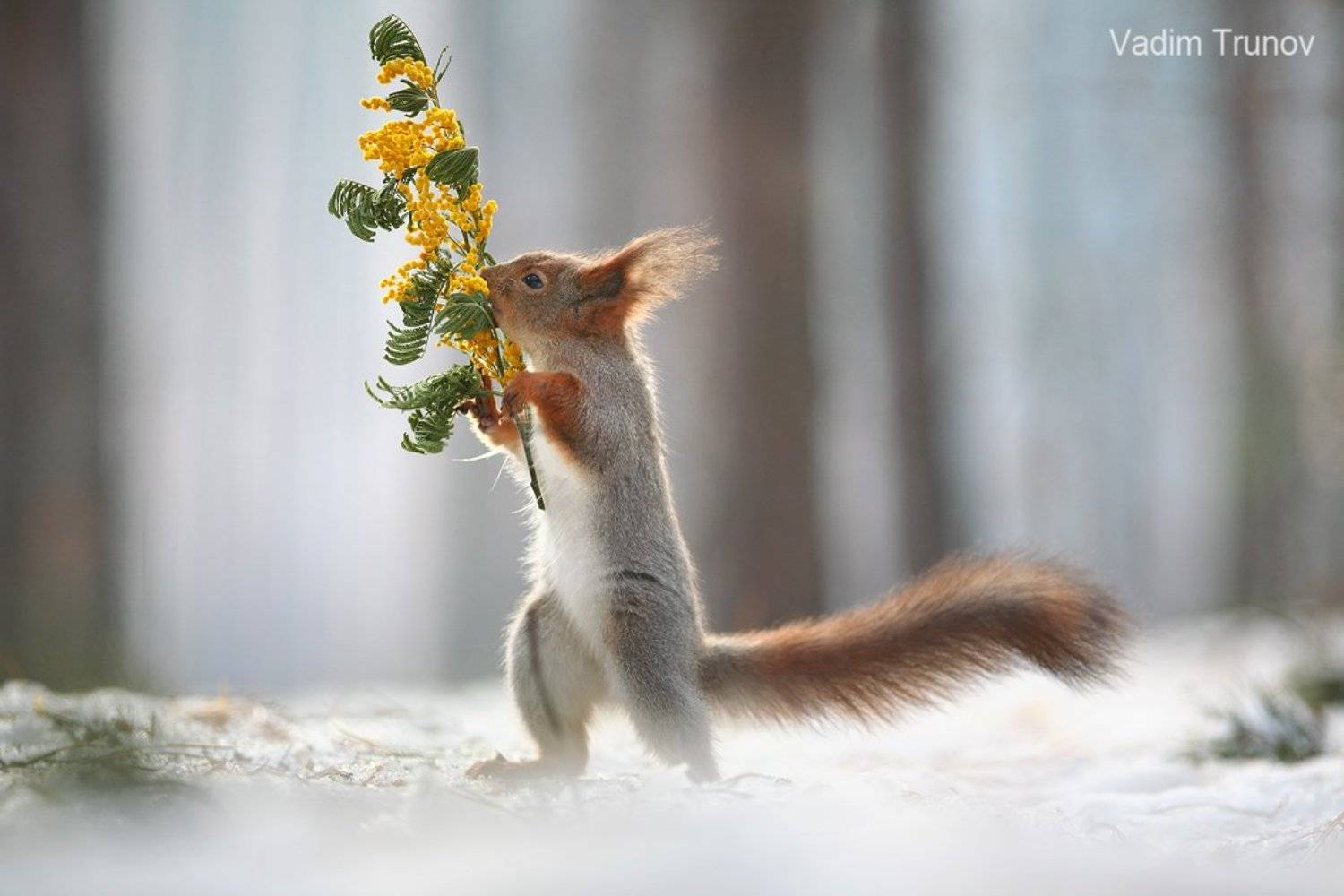 , Вадим Трунов