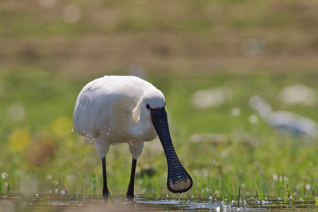 колпица,лопатарка,platalea leucorodia, Евгени Стефанов