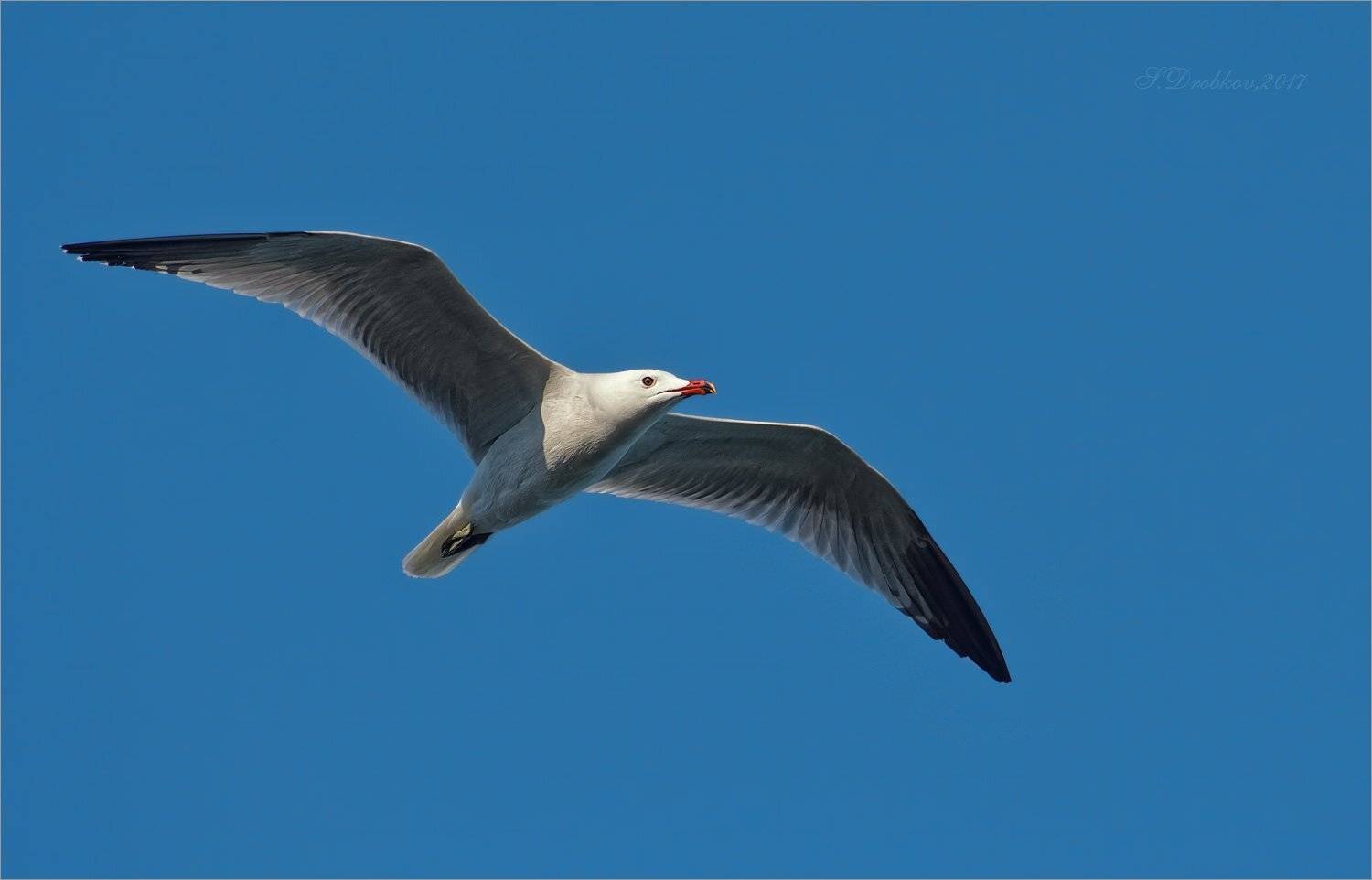 чайка, небо, птицы, Sergey Drobkov