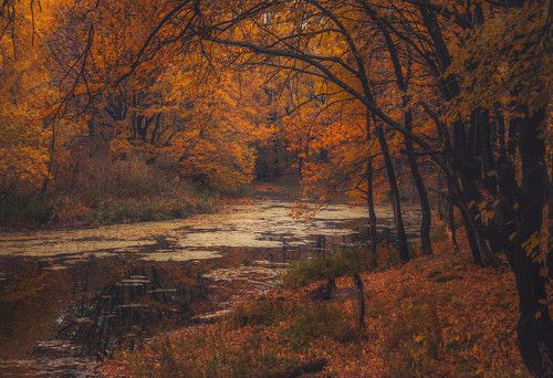 На старом пруду