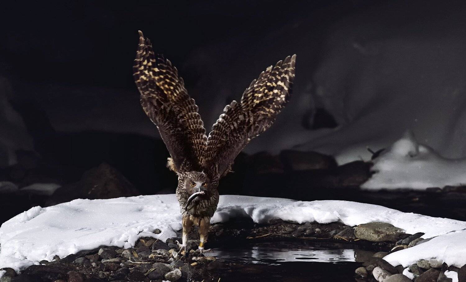 blakistons fish owl, KIM SUK EUN