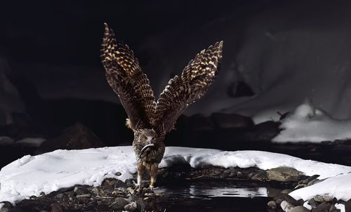blakistons fish owl