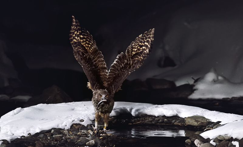 blakistons fish owl blakistons fish owl фото превью
