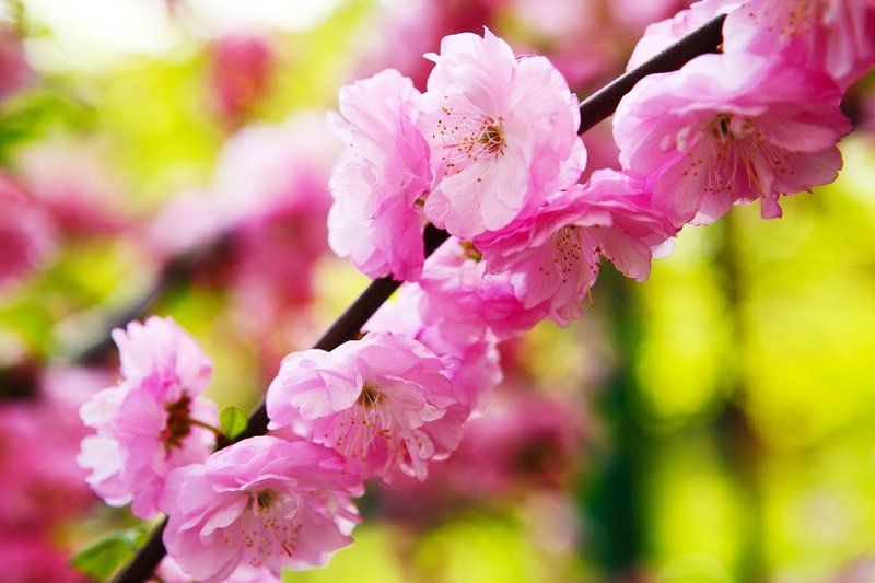 Японська слива фото превью