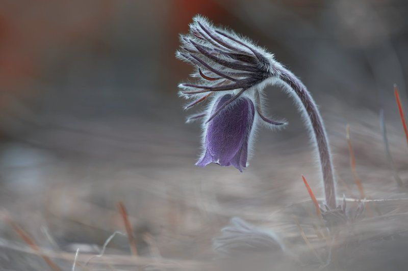 сон-трава,  прострел *** фото превью