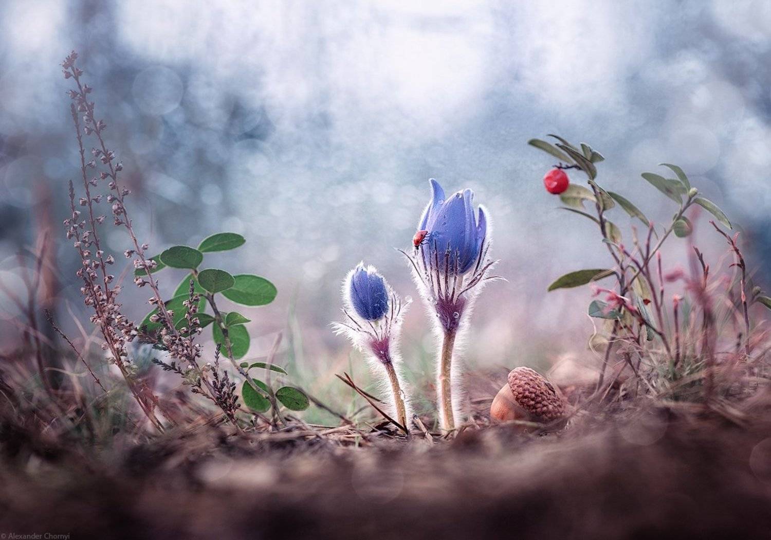 oleksandr chornyi, макро, макро красота, макро мир, макро истории, природа, украина, коростышев, фотограф, чорный, сон-трава, сон трава,, Александр Чорный