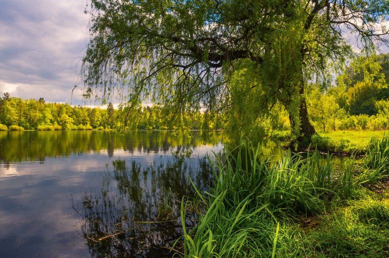 озеро, весна, ива Расскажу, как солнце пьют ивы с вод озёрных и, как гонит ветер в ночь стадо тучь проворных фото превью