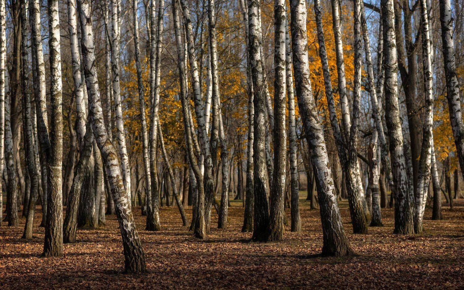 осень, в, городском, парке, Alexander Plekhanov