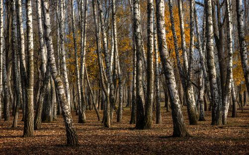 Немного об осени увядающей