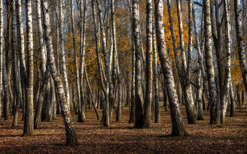 Немного об осени увядающей фото превью