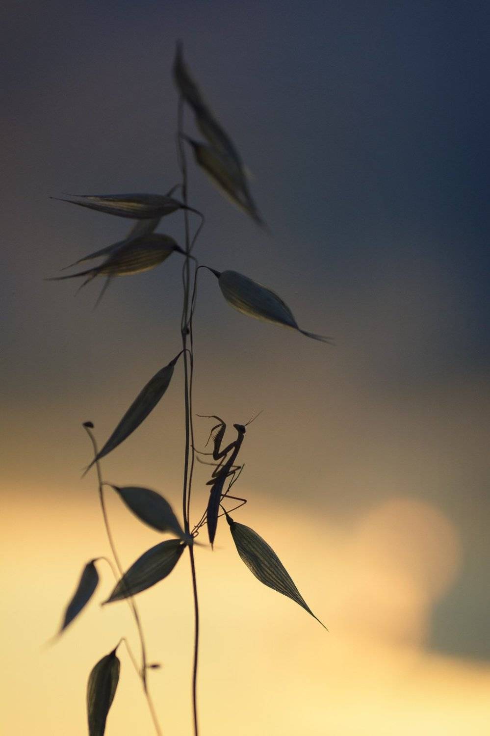 , Кузнецов Дмитрий