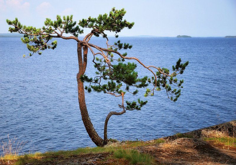 сосна, озеро, лето, солнце, карелия Сосна на берегу Канозера фото превью