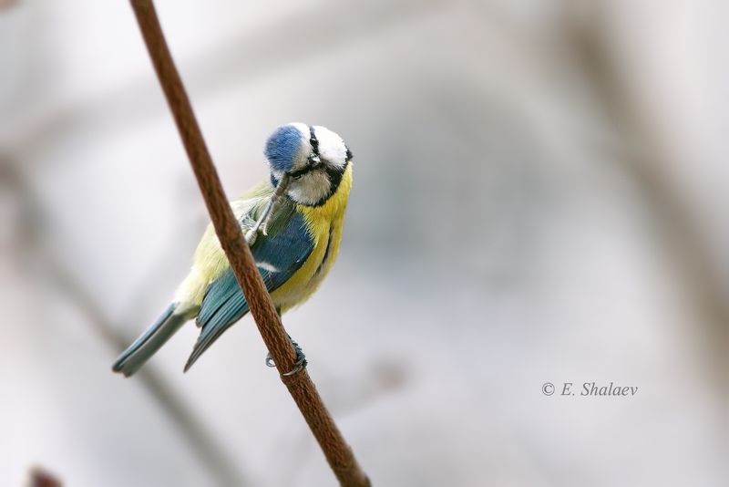 birds,cyanistes caeruleus,eurasian blue tit,лазоревка,птица,птицы,фотоохота Да как же его строить ? фото превью