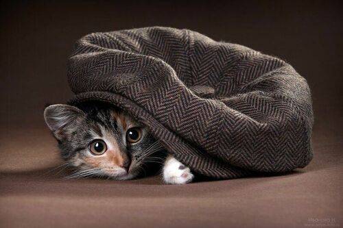 Котенок