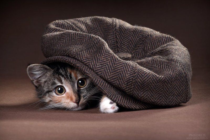 Котенок