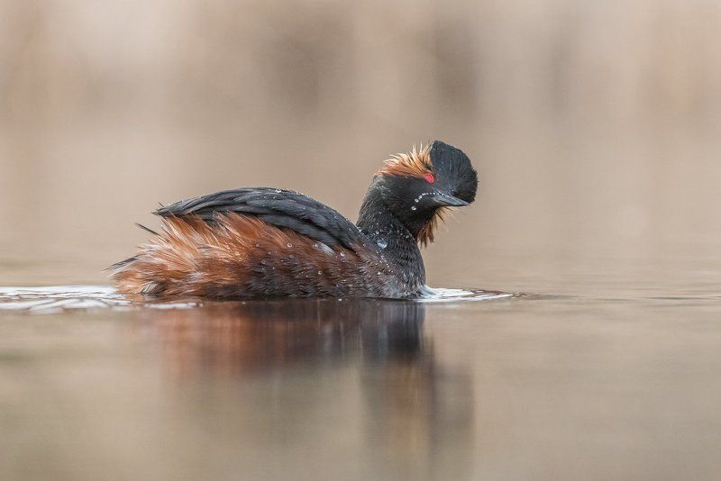 bird, grebe, Podiceps nigricollis, Birder\'s Corner Playing with water фото превью
