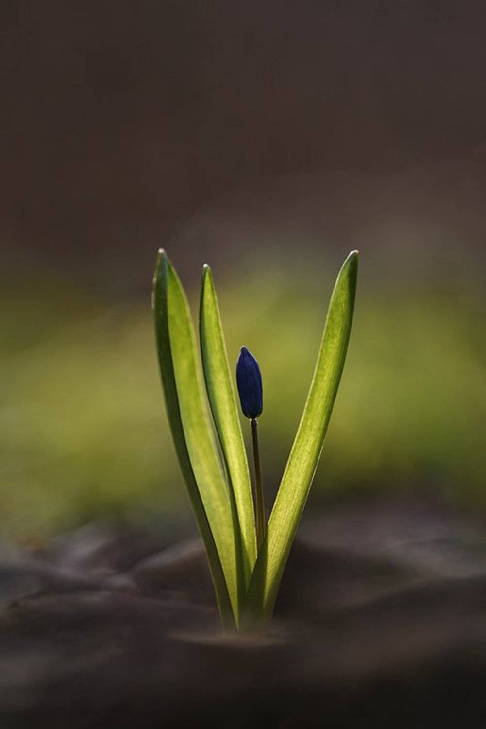 пролеска, сибирская, Антон Воронин