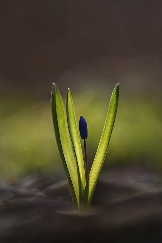 пролеска, сибирская Пролеска в контровом фото превью
