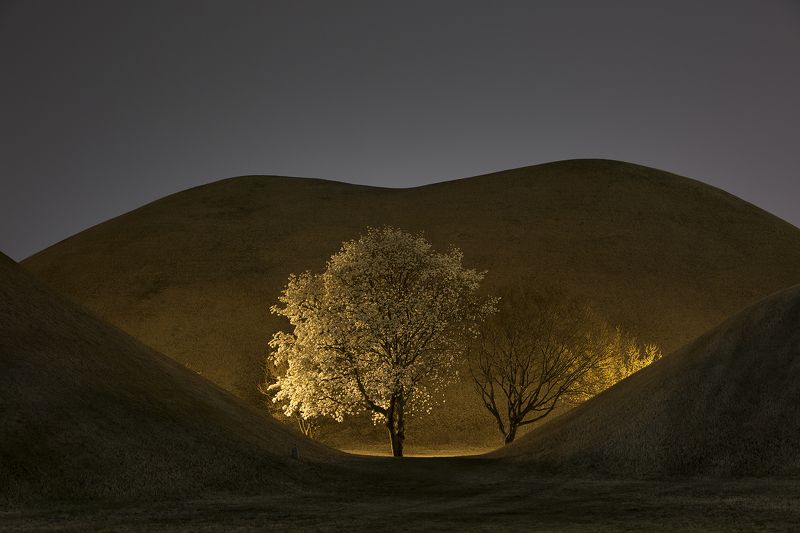 night view King\'s grave and magnolia flower фото превью
