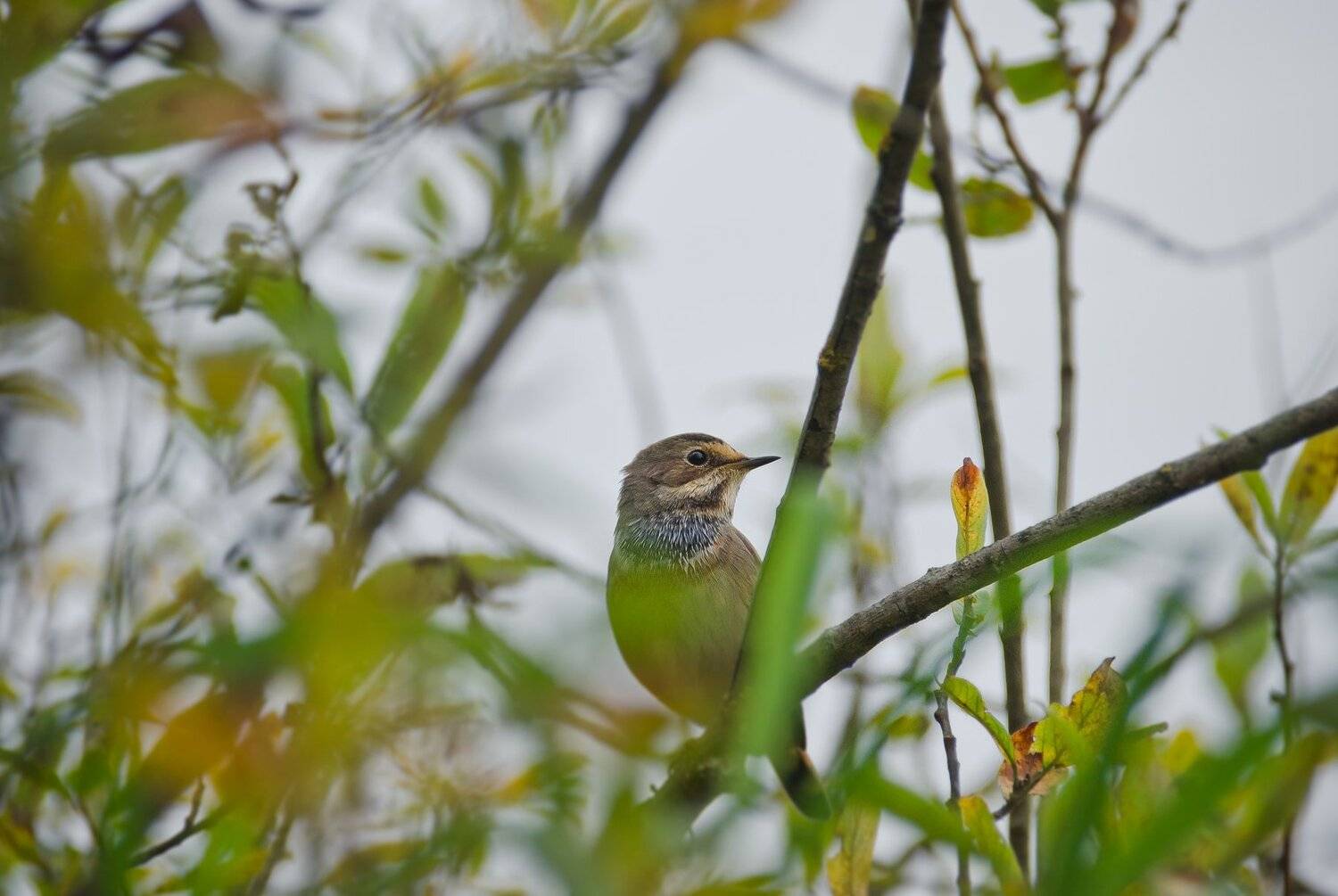 варакушка, птица, осень, калейдоскоп, листва, luscinia svecica, Ксения Соварцева