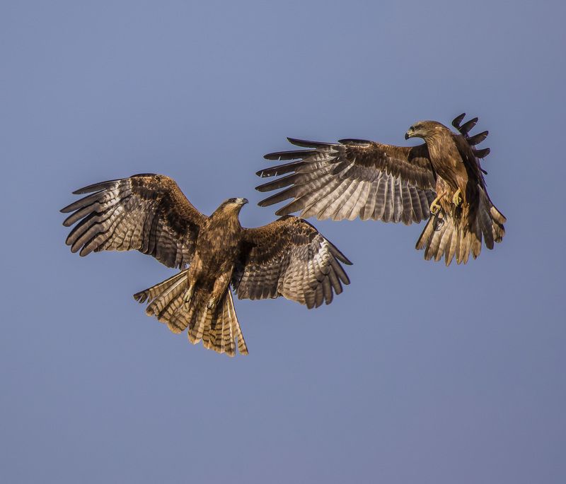 fight фото превью