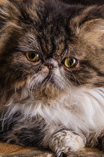 Кот и его непослушные усы