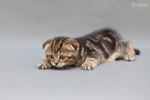 Маленький котёнок
