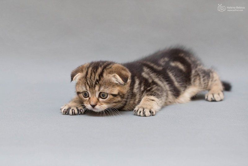 Маленький котёнок фото превью