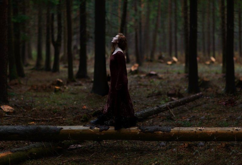 Forest фото превью